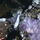 Illustration for article titled The First Pictures of Life in the Deepest Ocean Vents Ever Discovered
